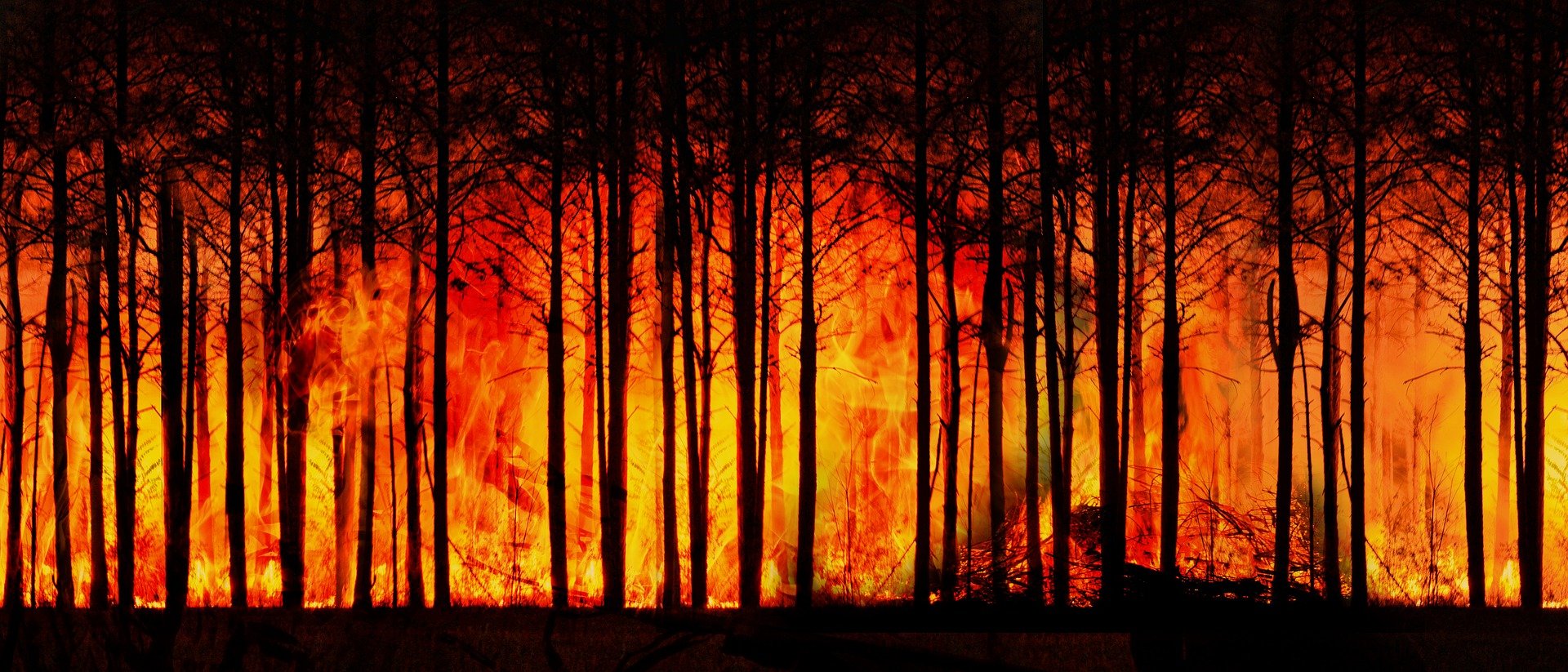 Brennender Wald - Waldbrand